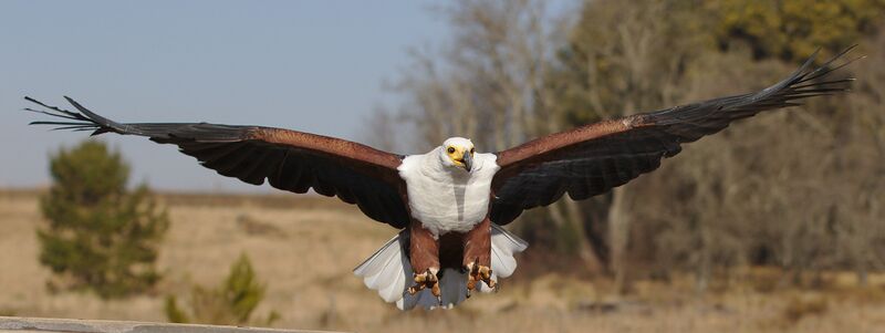 African Fish Eagle wingspan