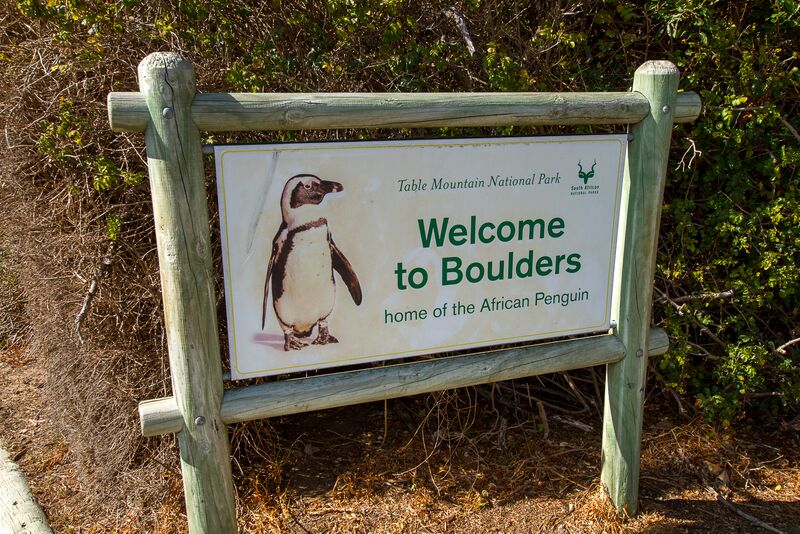 African Penguin sign in Boulder's Beach - Simon's Town