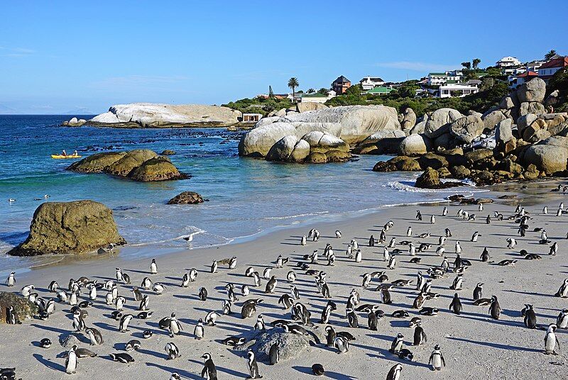 African Penguin Colony at Boulders Beach