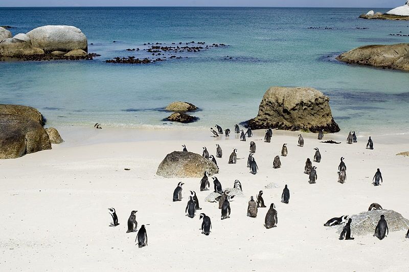 African Penguin Colony