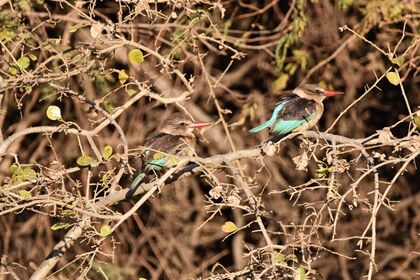 Male and female Brown-hooded Kingfishers. They can be told apart by the female's brown back, in comparison to the male's black.