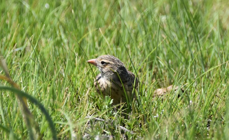 This small, unassuming lark is one South Africa's most threatened birds