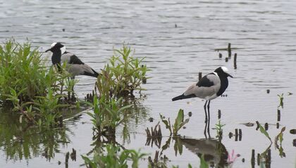 Blacksmith Lapwings are a mainstay near any water source
