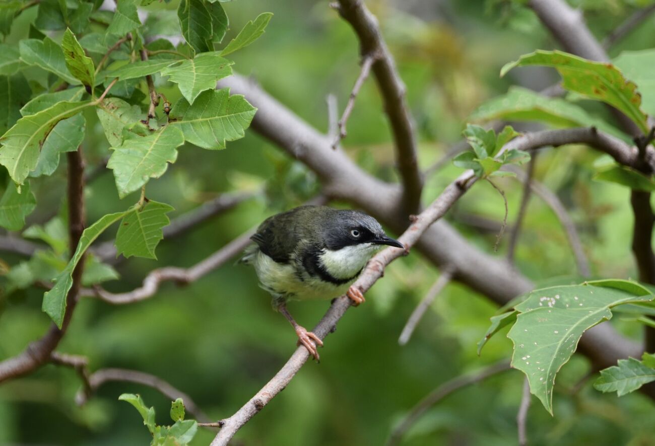 Bar Throated Apalis