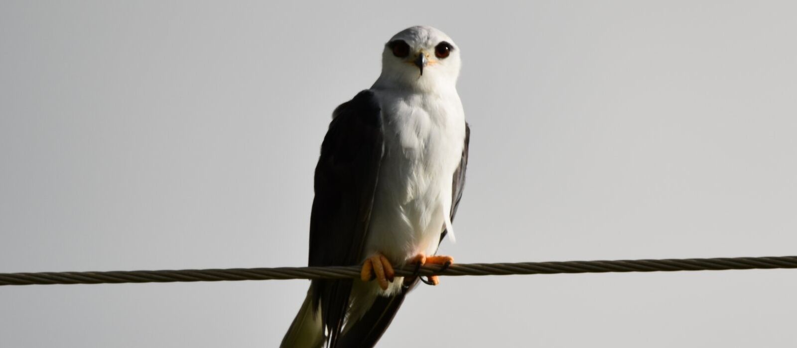 Black-Winged Kite