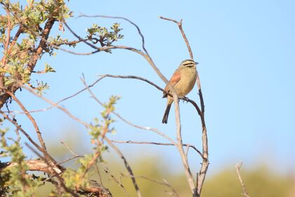 Cape Buntings are common around de Pakhuys and can be easily identified with their stripy white heads