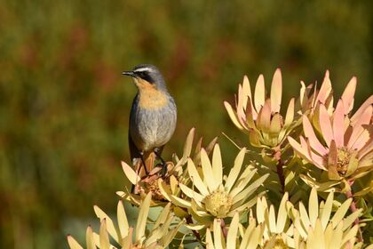The Cape-Robin Chat was the people's bird of the year in 2020. It is a common bird found across the country that has a beautiful call - after which the afrikaans name 