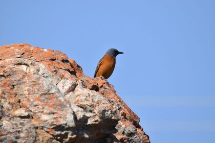 The Cape Rock-Thrush is a bird that loves living amongst the rocky areas in Cederberg. Easily recognisable by its grey head a orange body