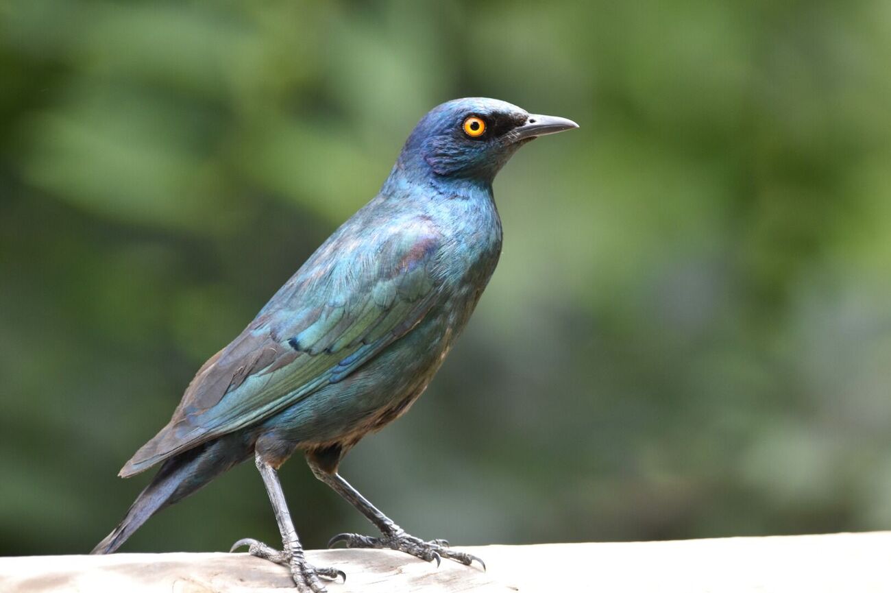 Cape Glossy Starling