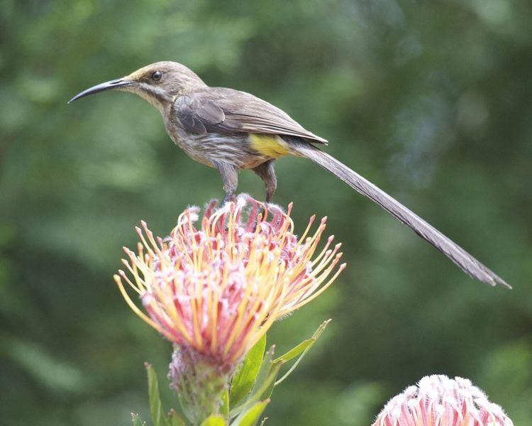 Cape Sugarbird on Protea Flower