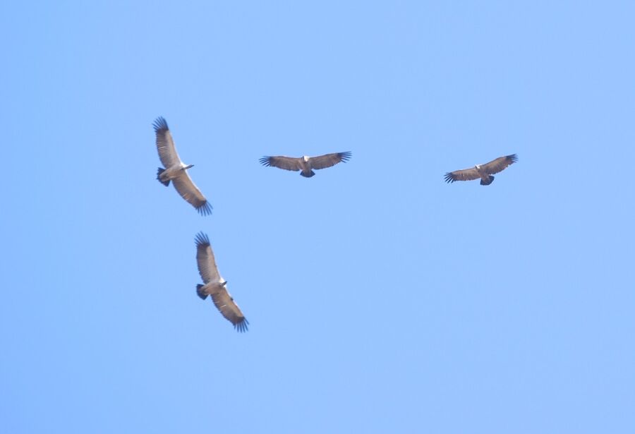 Literally hundreds of Cape Vultures breed and circle around the Skeerpoort cliffs