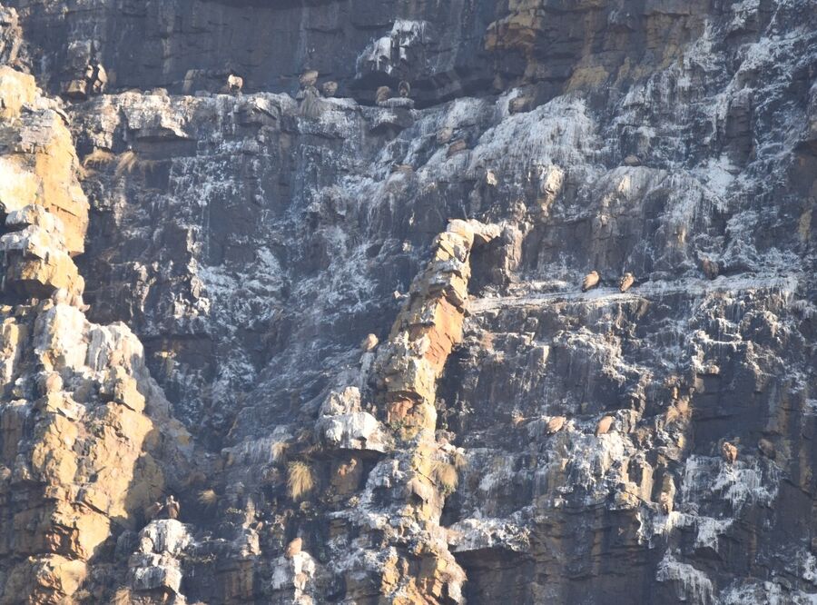The cliffs above Skeerpoort are painted white with Vulture droppings. If you look closely at this photo you can see multiple vultures roosting on the rocks in the early morning.