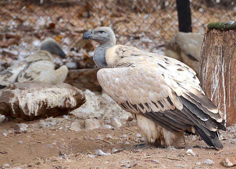 Cape Vulture at De Wildt Research Center