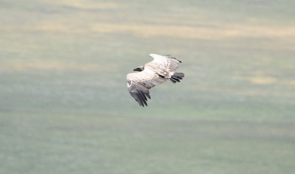 Cape Vulture in Flight