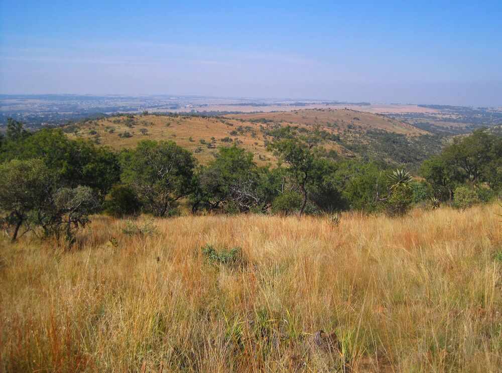 Gauteng's Highveld Grasslands