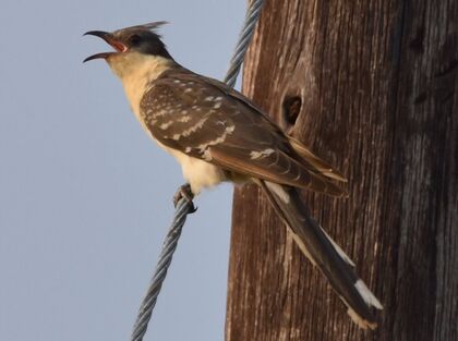 Creat Spotted Cuckoo