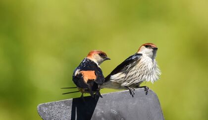 Greater-striped Swallow