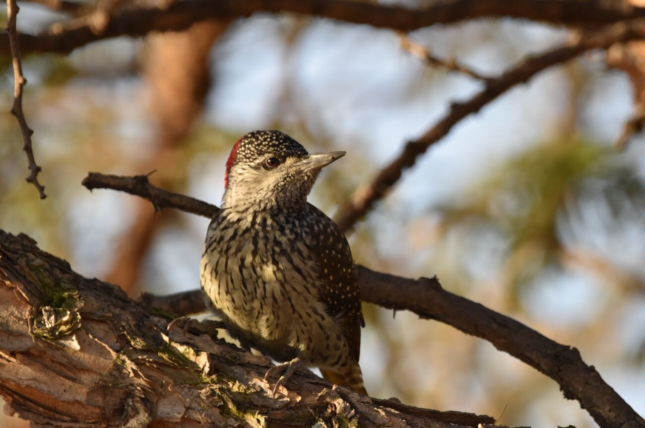 Golden Tailed Woodpecker