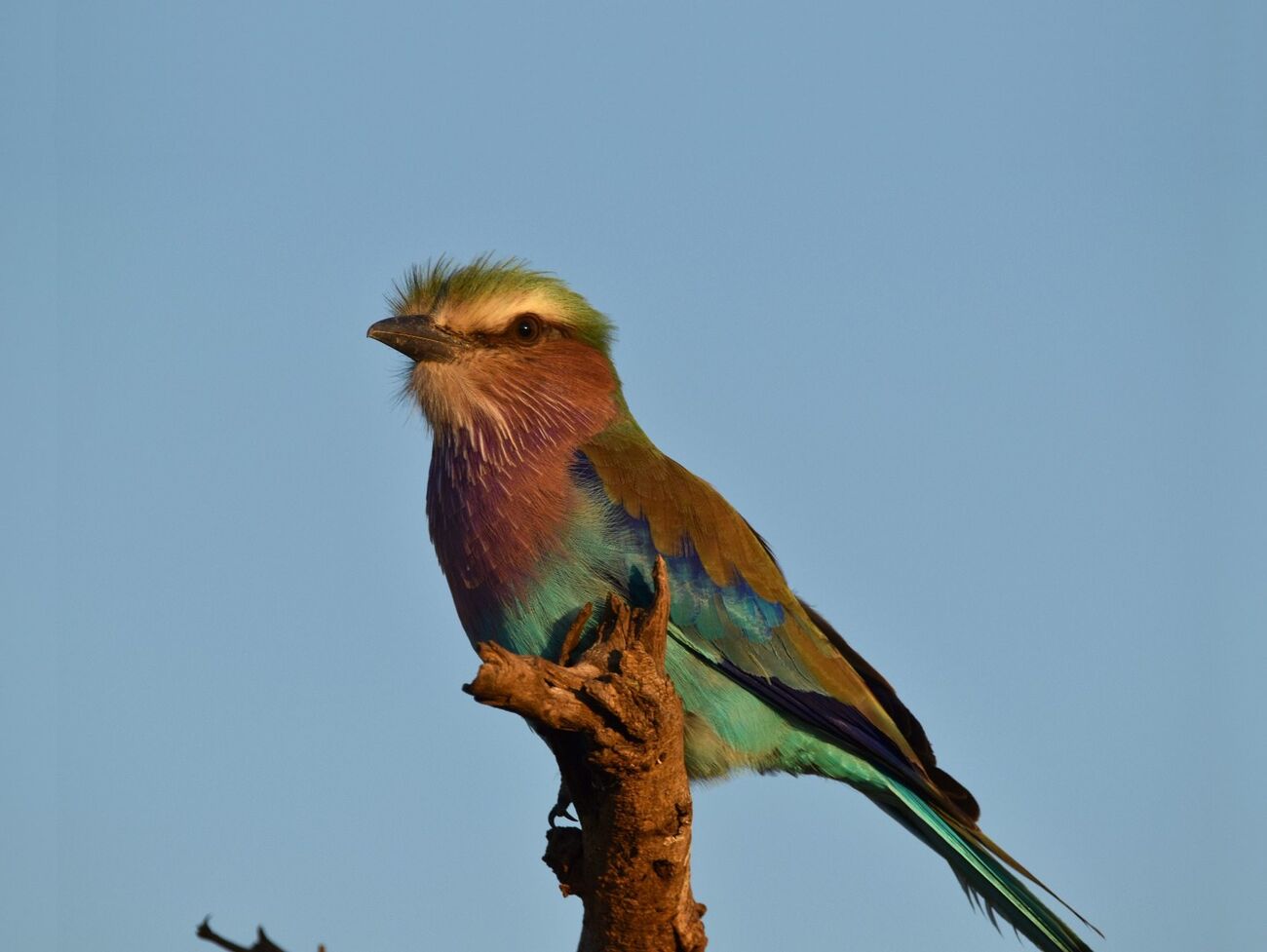 Lilac Breasted Roller