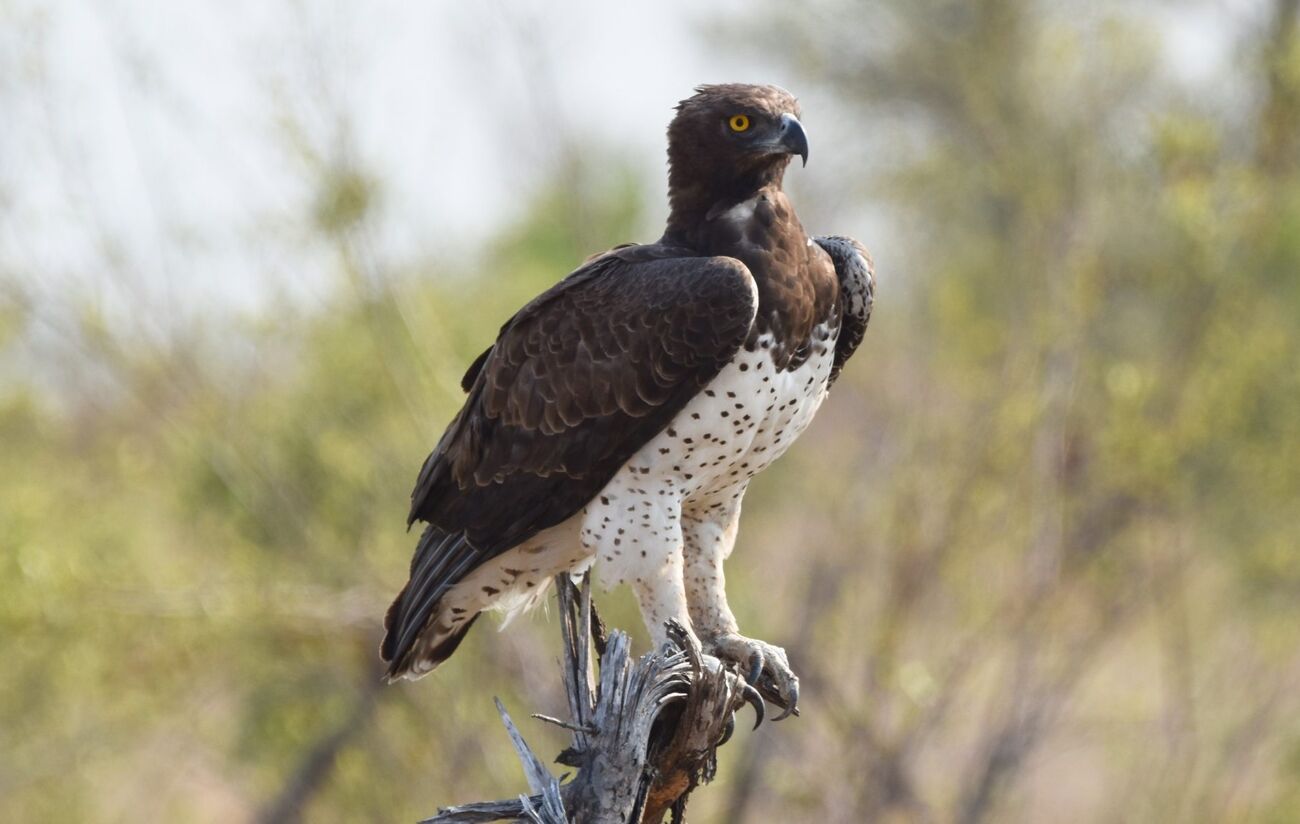 Martial Eagle