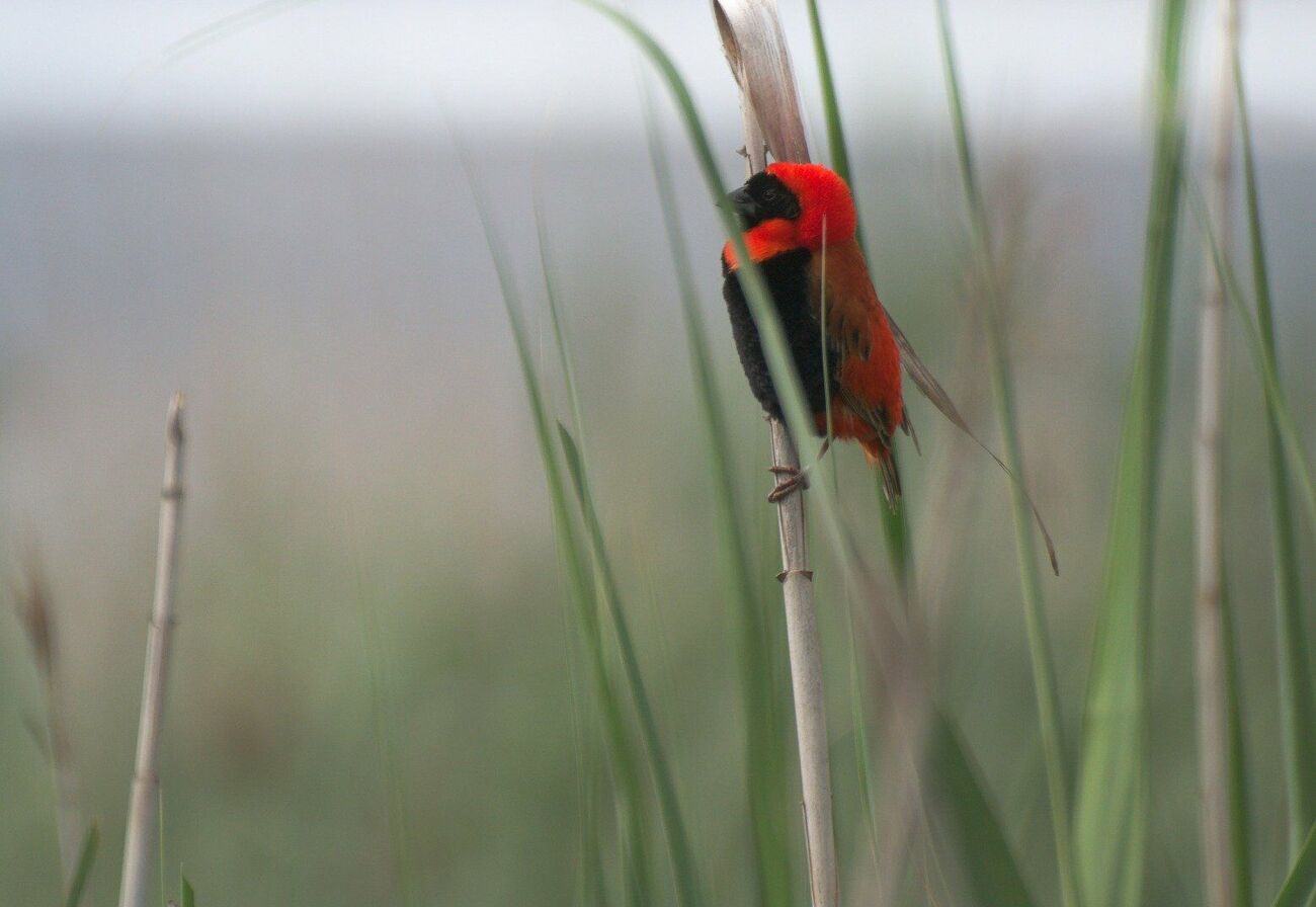 Red Bishop Male