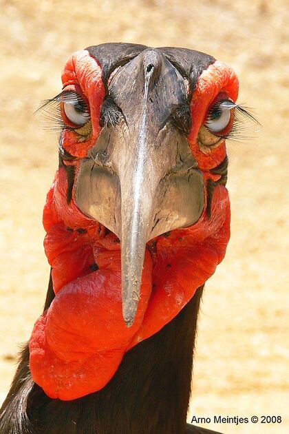 Southern Ground Hornbill Close-up