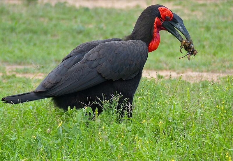 Southern Ground Hornbill eating a scorpion