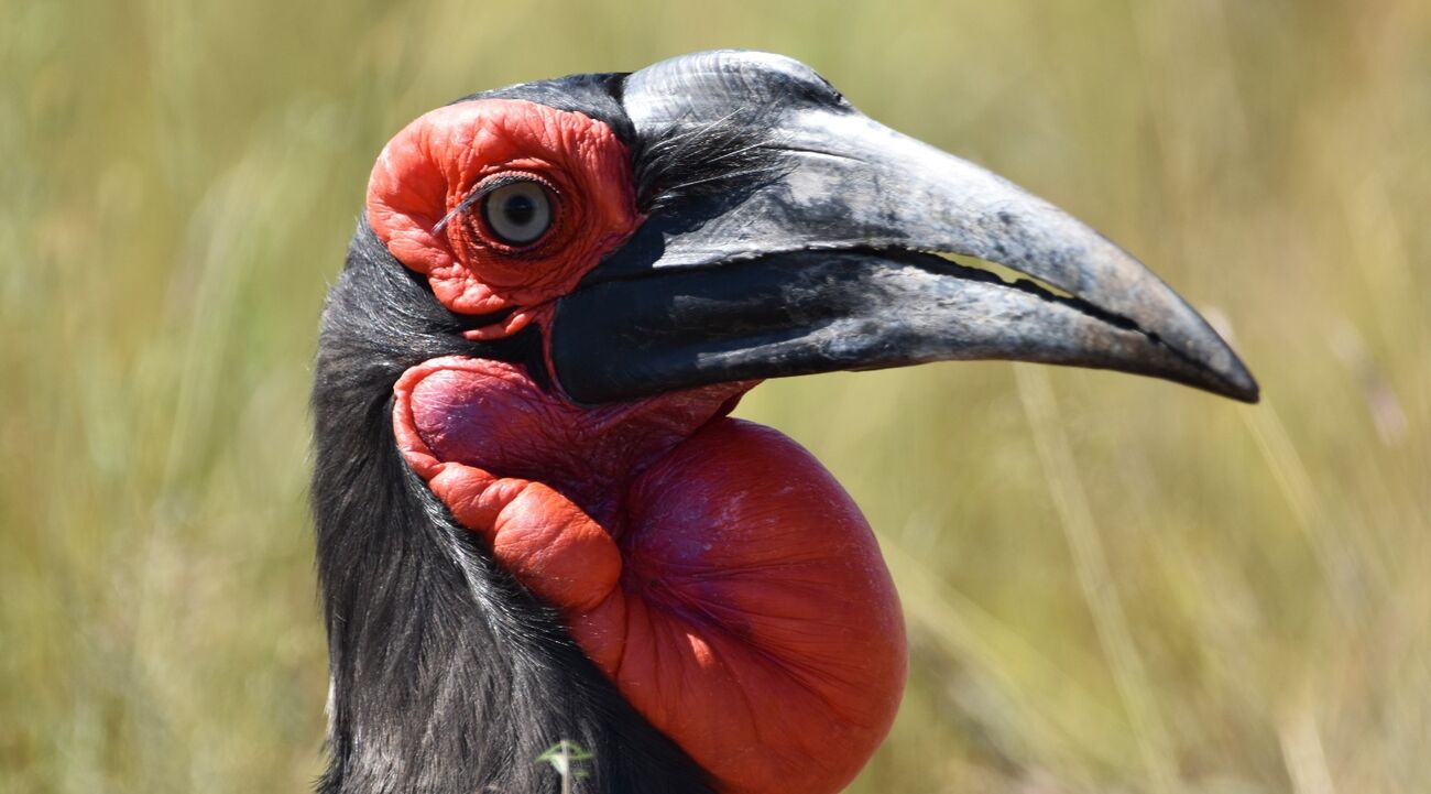 ground hornbill nest