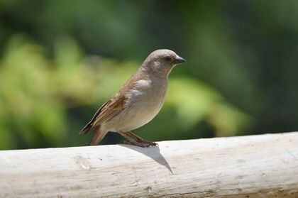 Southern Grey-Headed Sparrow