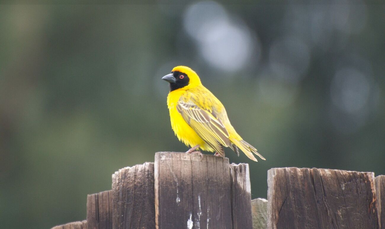 Male Southern Masked Weaver