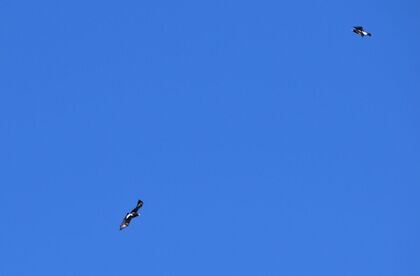 We saw this pair of Verreaux's Eagles. They commonly fly in pairs and can be recognised by their black plumage with bright white 'cross' on the back and white under the wings